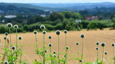 Drüsenblättrige Kugeldistel (3).jpg